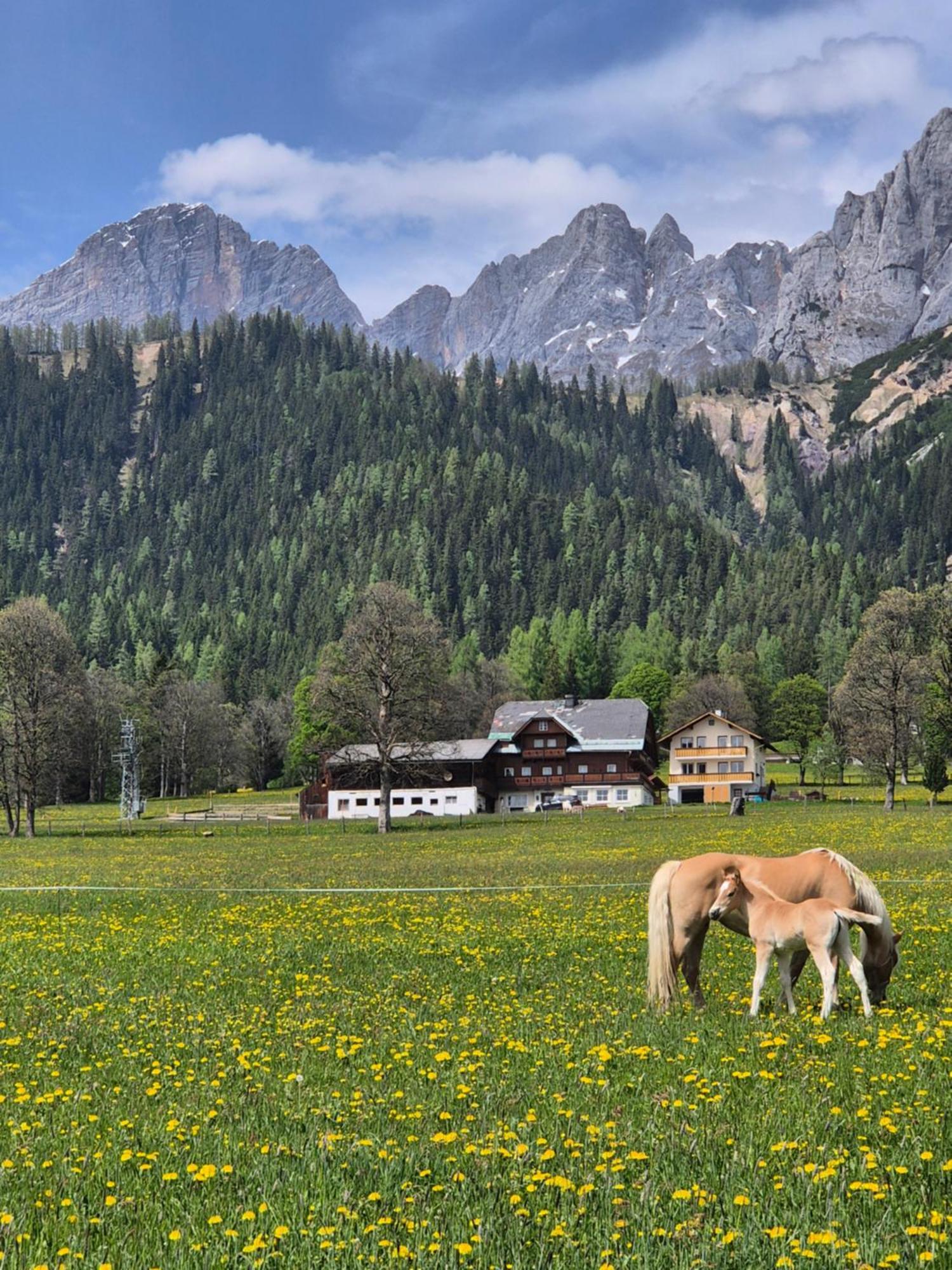 Family Appartment - Dachstein View Ramsau am Dachstein Eksteriør bilde